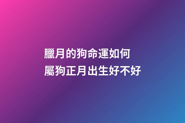 臘月的狗命運如何 屬狗正月出生好不好